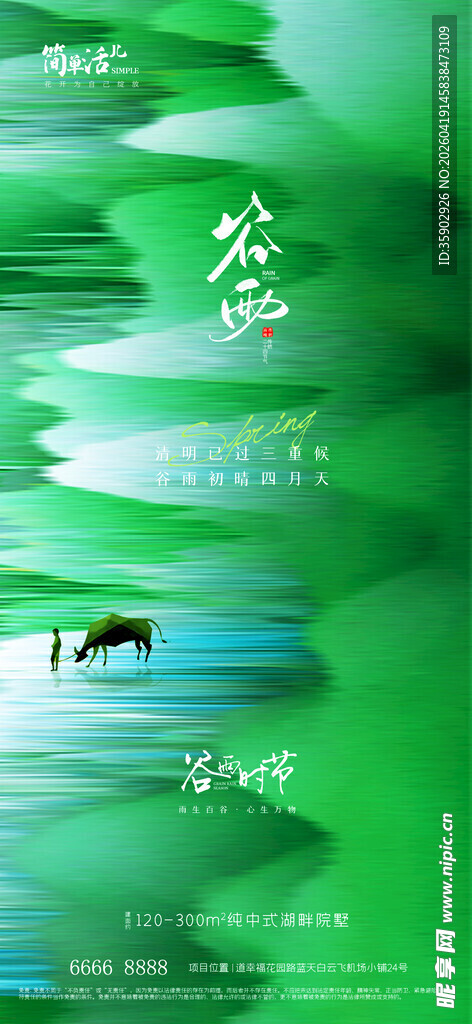 青山绿水间的悠然牧牛景