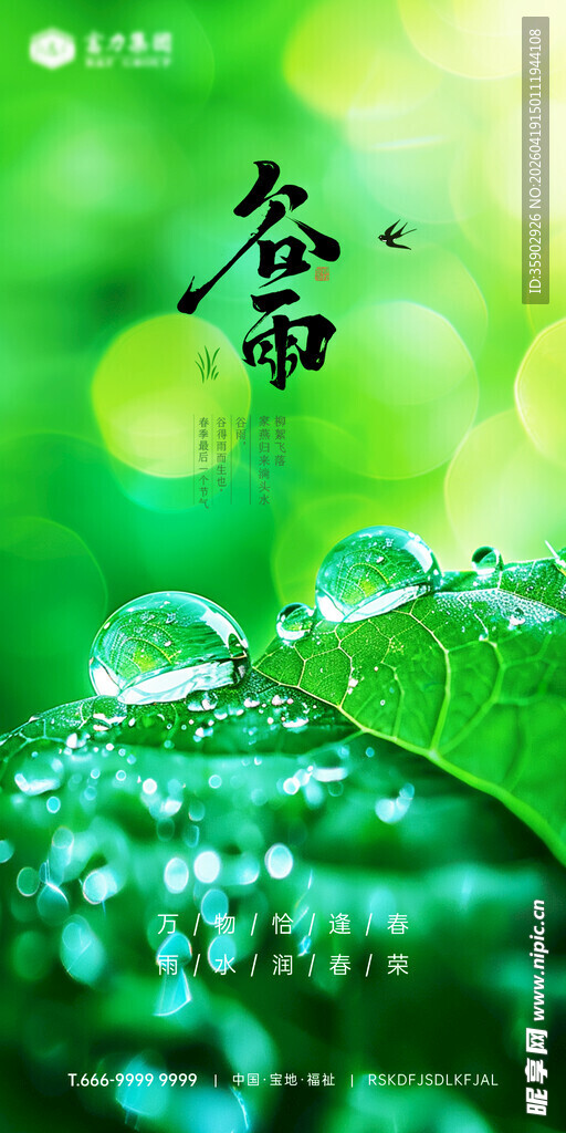 绿叶上的晶莹谷雨水珠