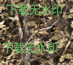 地面树根与落叶景象