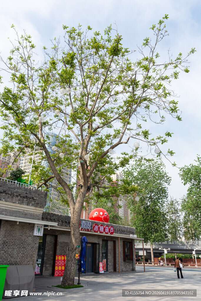 古街旁的葱郁大树