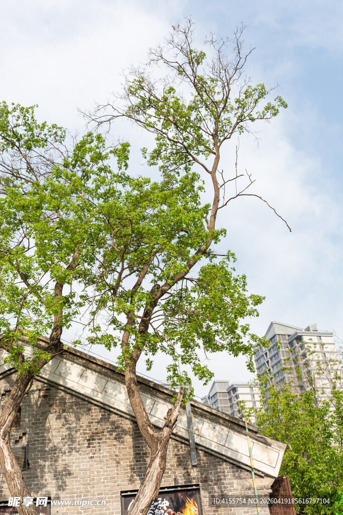 老树依墙伴城市风景