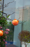窗前挂果的橘树