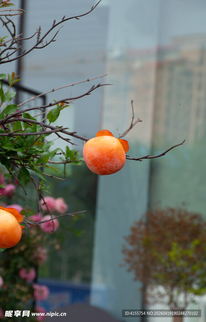 窗前挂果的橘树