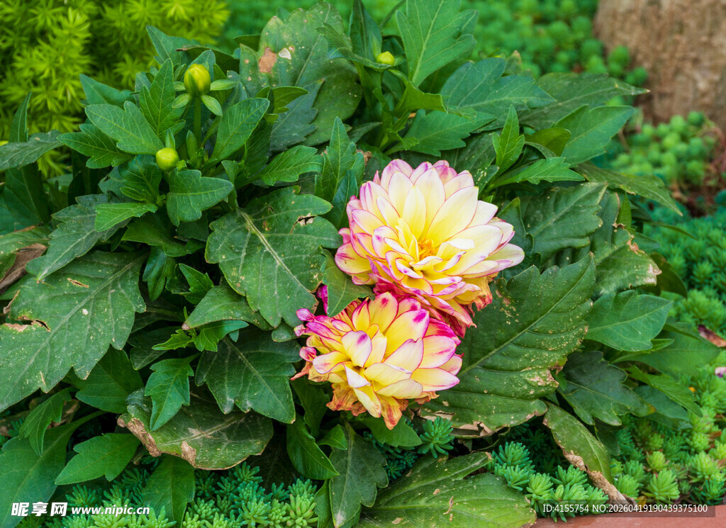 娇艳双色大丽花绽放