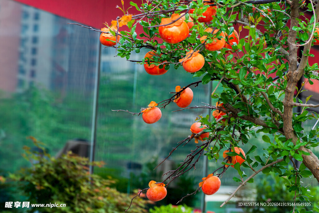 枝头挂硕果的鲜艳柿子树