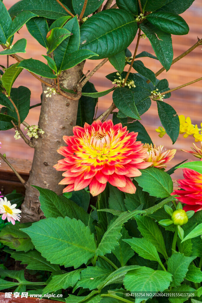 多彩大丽花绽放绿植间