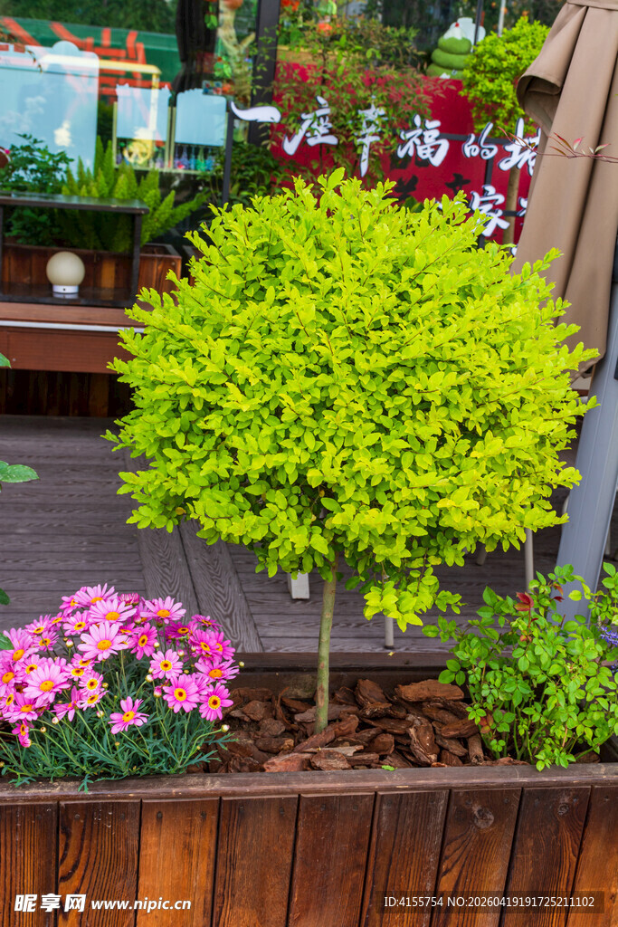 精致绿植装点的户外花箱