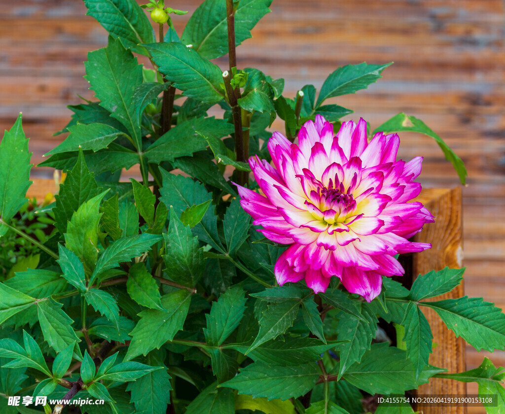 娇艳大丽花绽放绿叶间