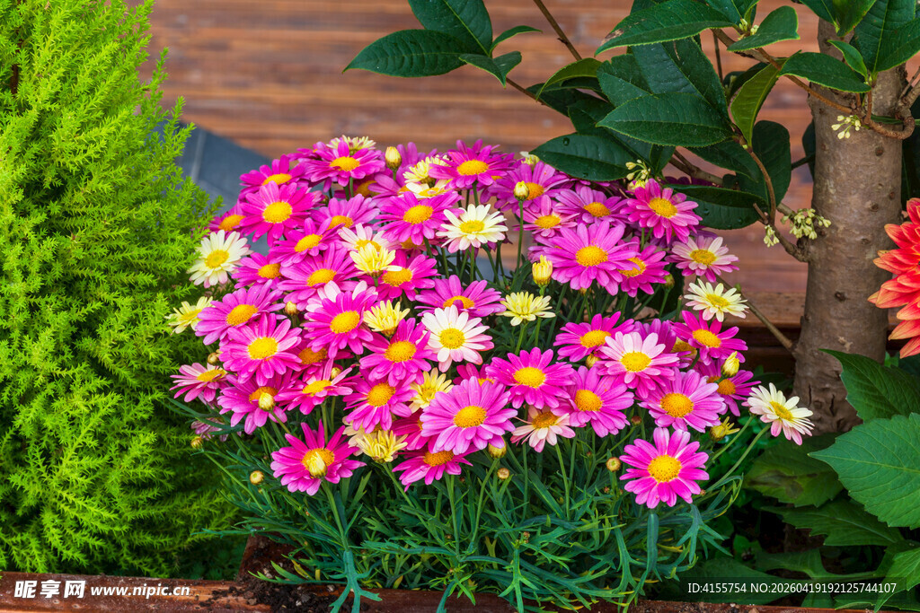 多彩菊花绽放于绿植间