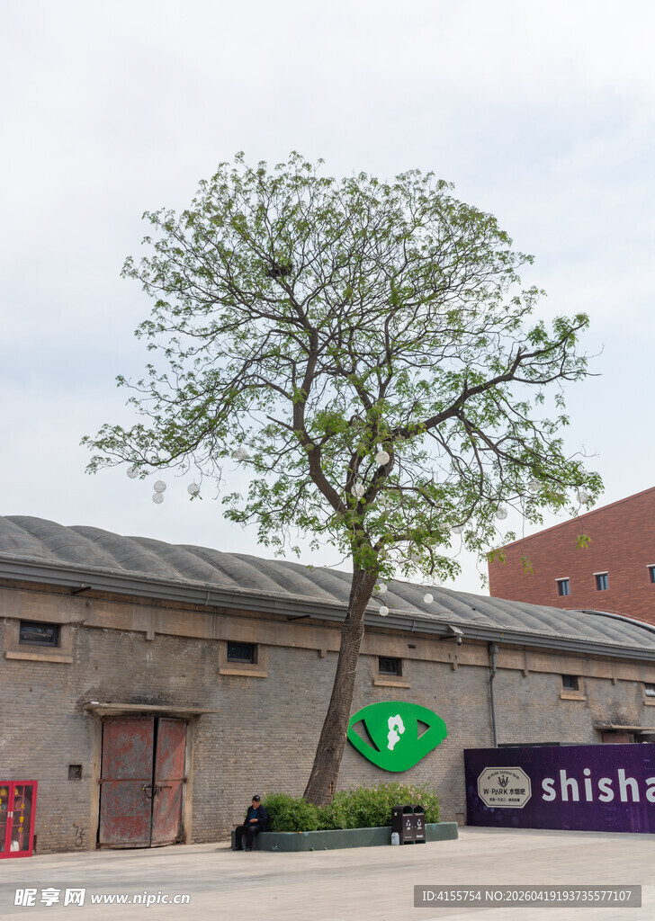 户外建筑旁的独特树木