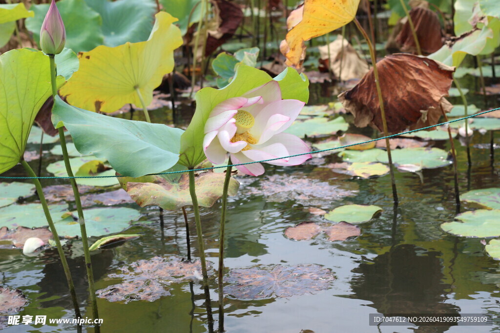 荷塘中的绽放荷花