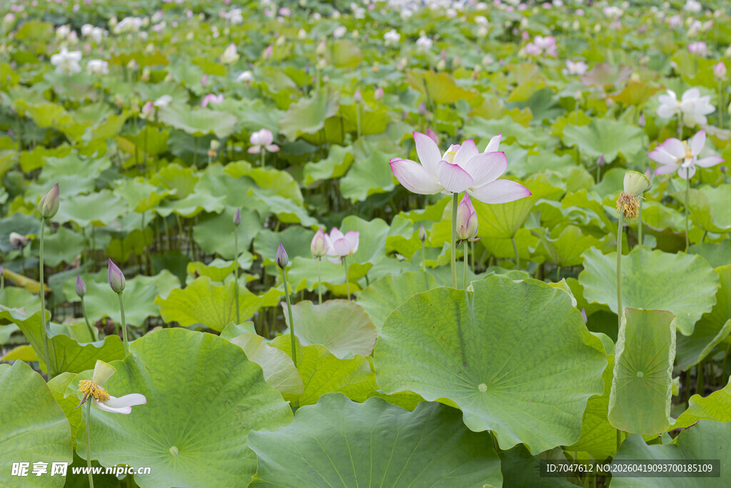 夏日荷塘中的美丽荷花