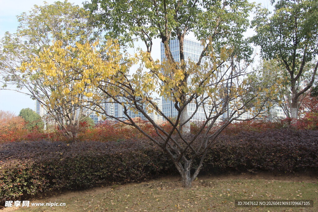 梅秋日黄叶树木景观