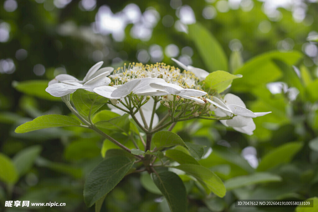 白色琼花绽放于绿叶间