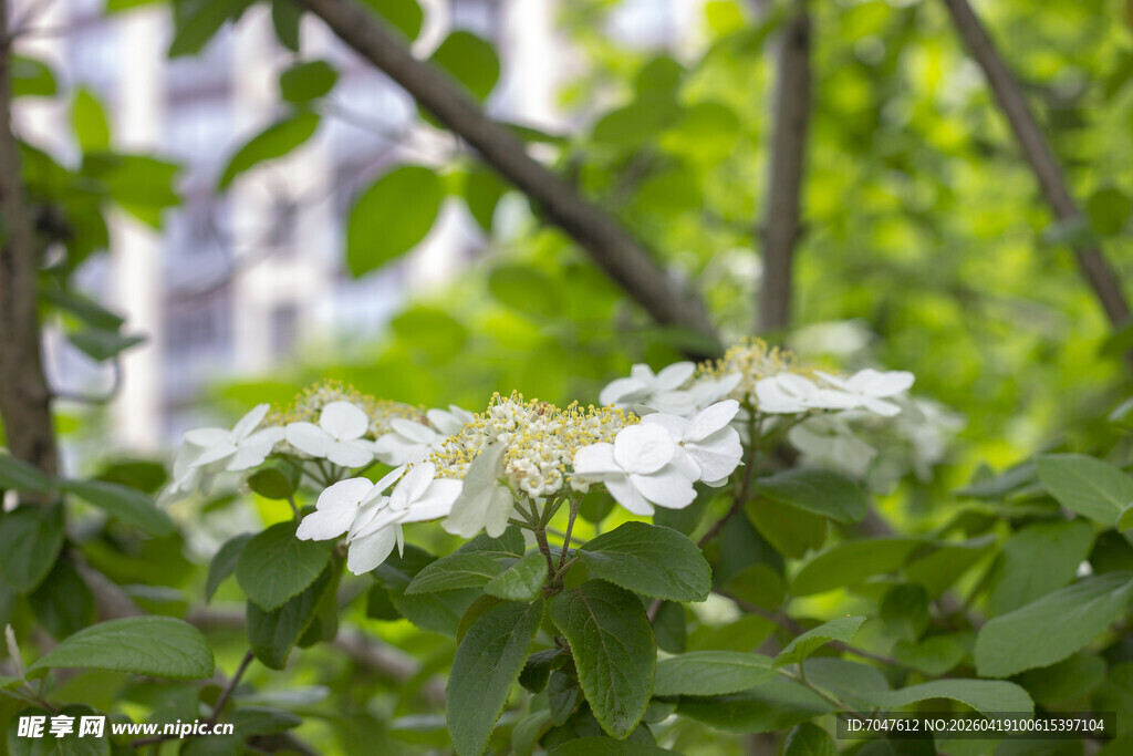枝头绽放的白色琼花