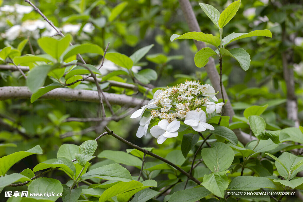 枝头绽放的白色琼花