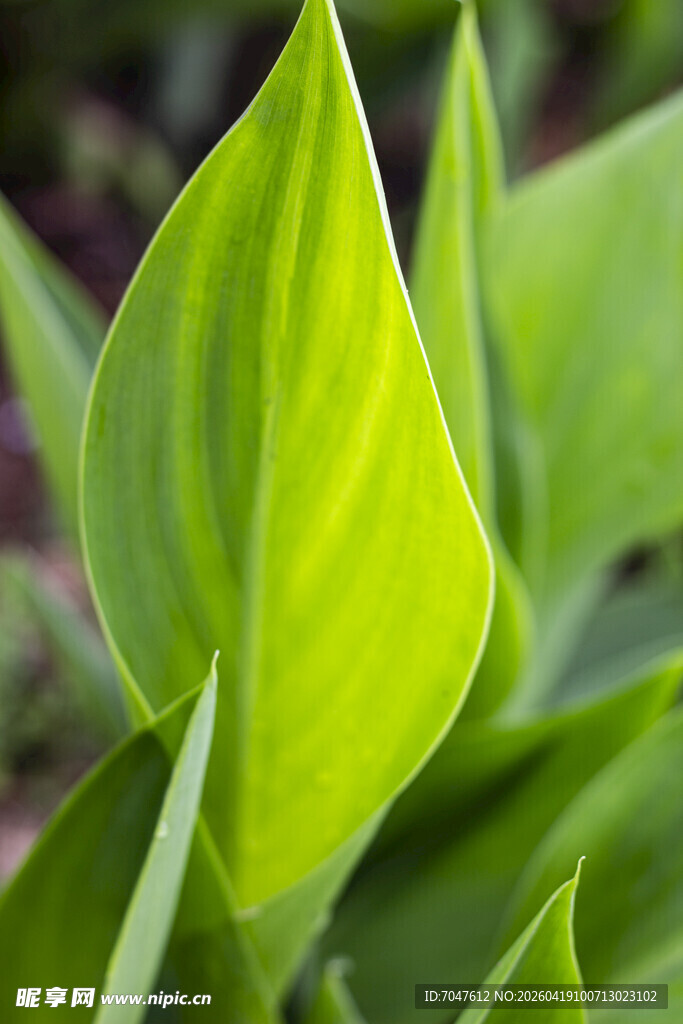翠绿鲜嫩的植物叶片