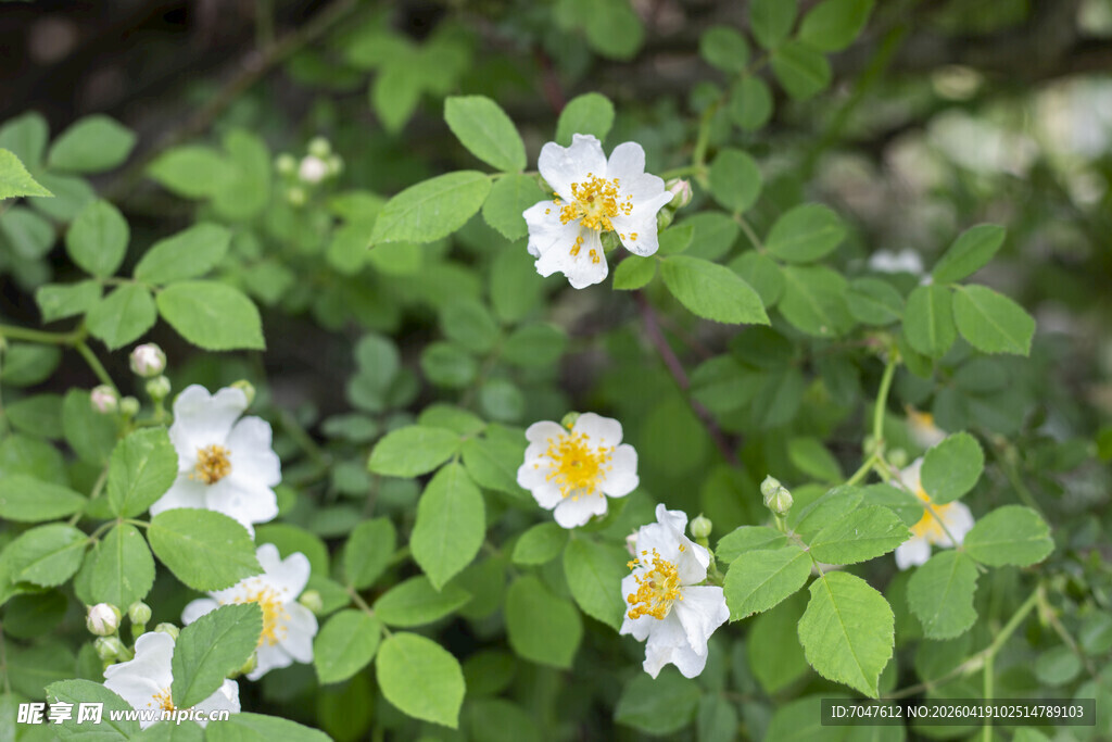 白色野蔷薇绽放绿叶间