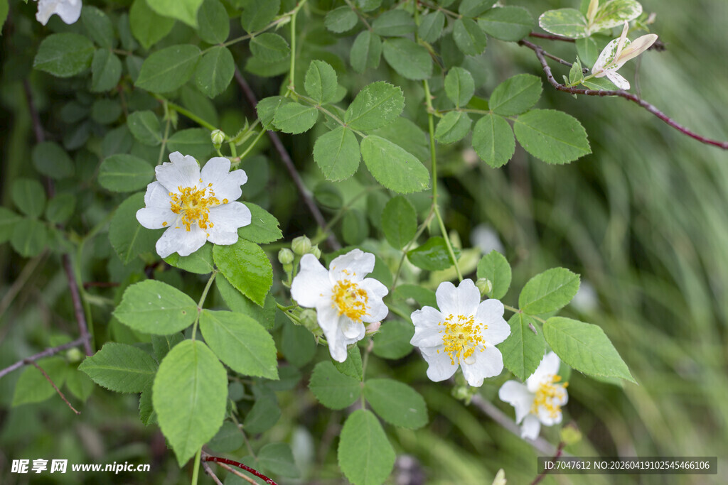 野蔷薇绽放于绿叶间