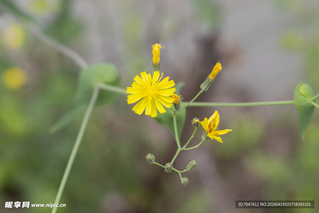 苦菜花