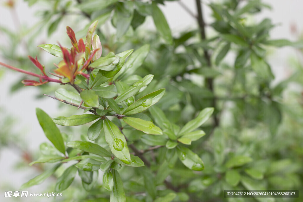 娇艳石榴花与翠绿叶片