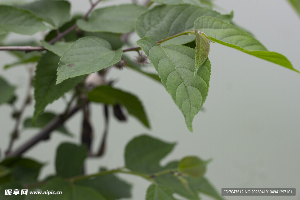 构树翠绿枝叶特写
