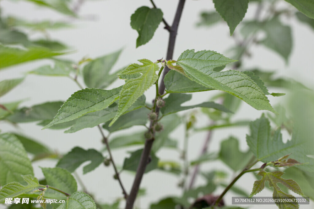 构树嫩绿枝叶特写
