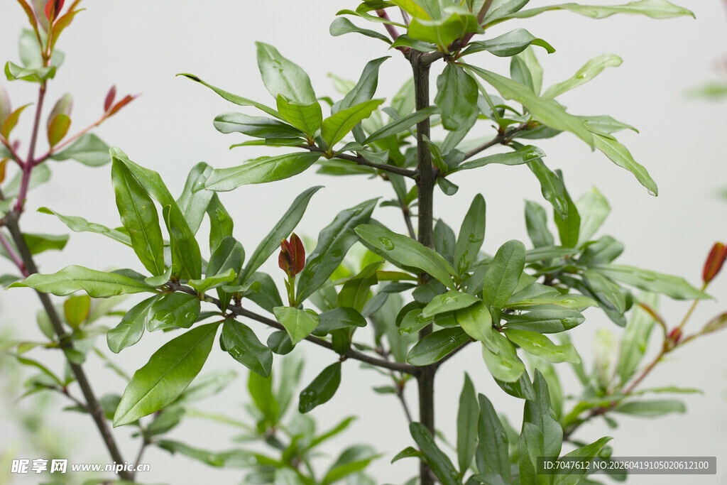 石榴翠绿枝叶植物特写