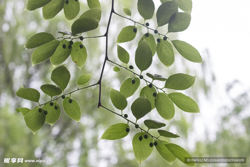 朴树枝叶
