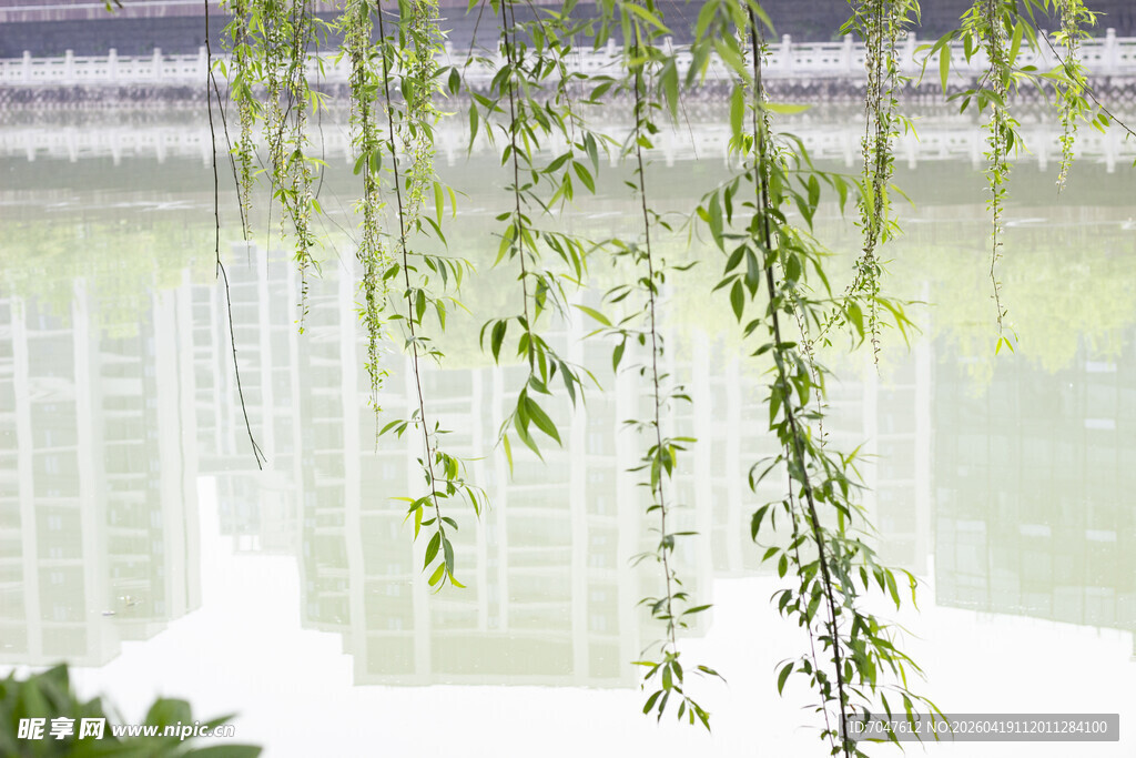 湖畔垂柳低垂绿意浓