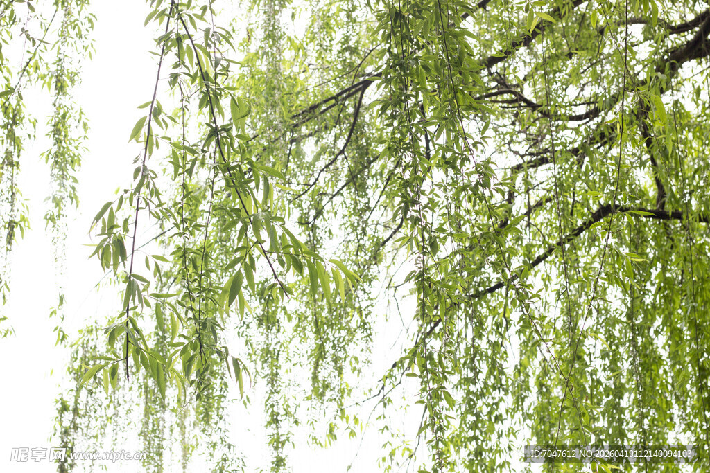 垂柳依依展新绿