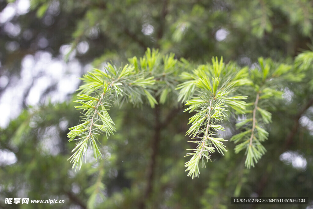 雪松翠绿松枝特写