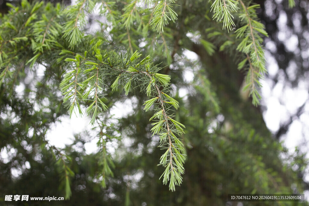 雪松翠绿松枝特写