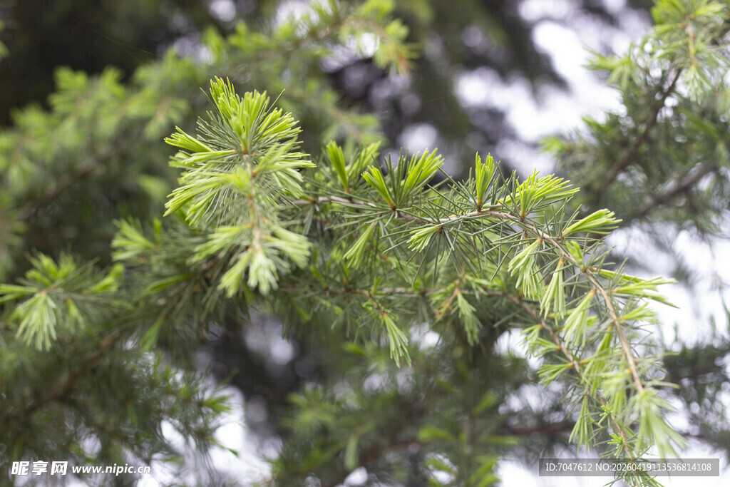 雪松翠绿枝叶特写
