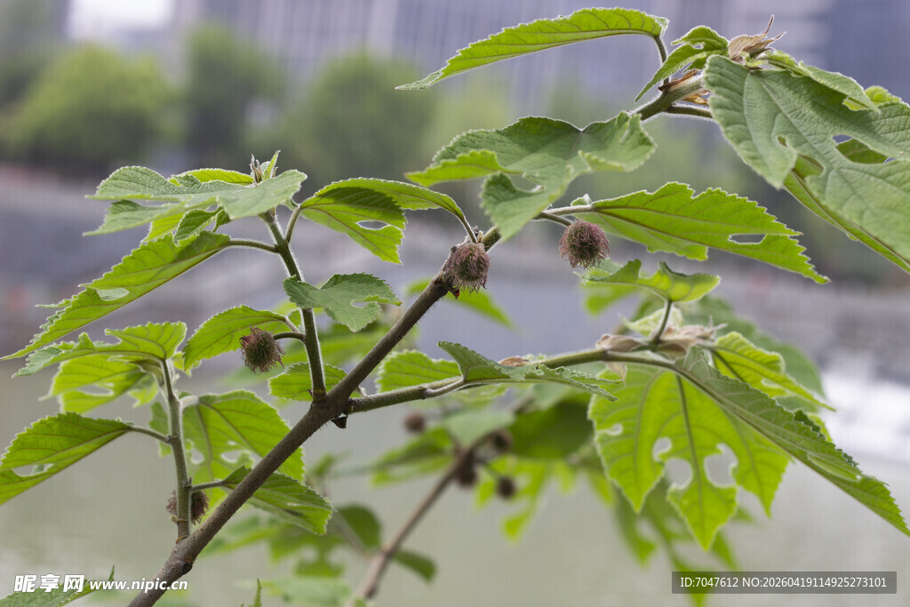 构树嫩绿枝叶特写