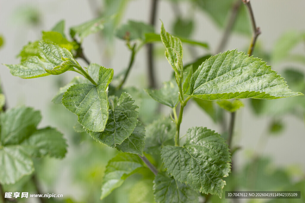 桑叶嫩绿枝叶展现勃勃生机