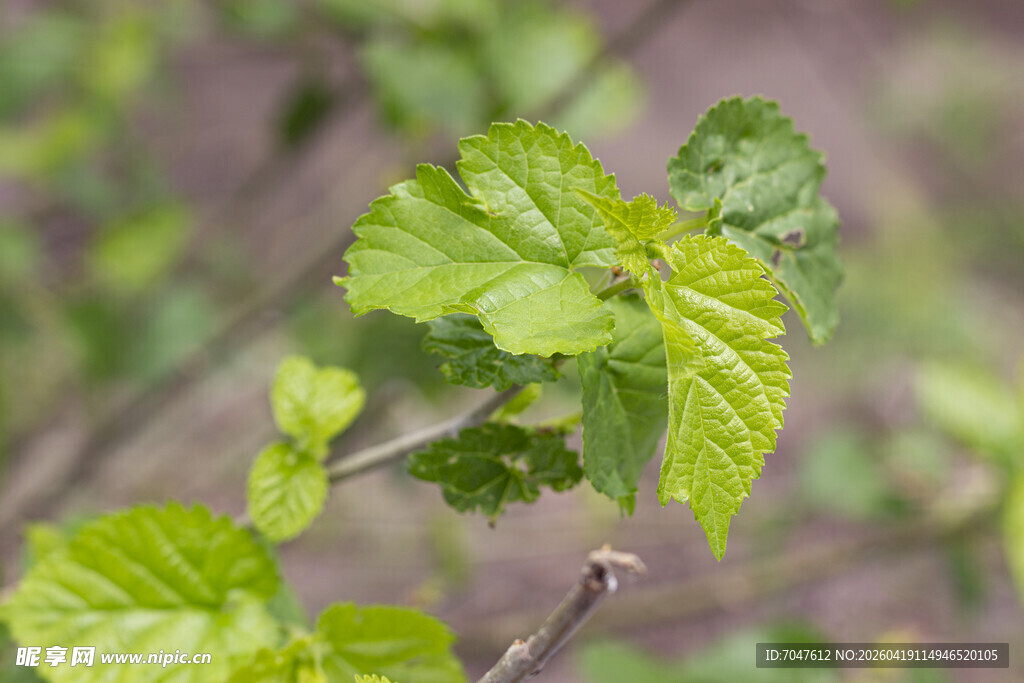 嫩绿桑叶新枝初绽
