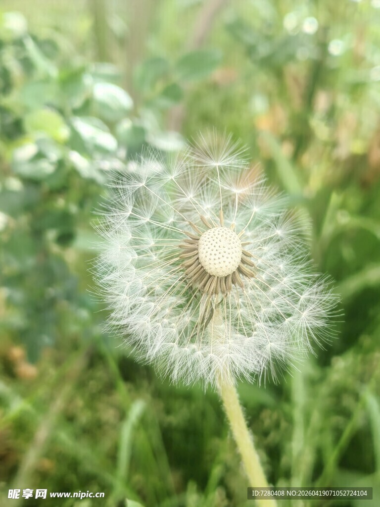 蒲公英特写