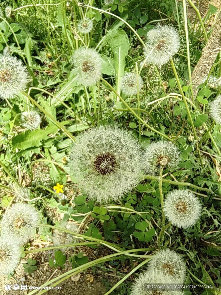草丛中的蒲公英花