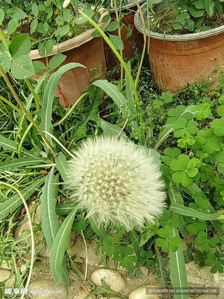 蒲公英在绿植与花盆间绽放
