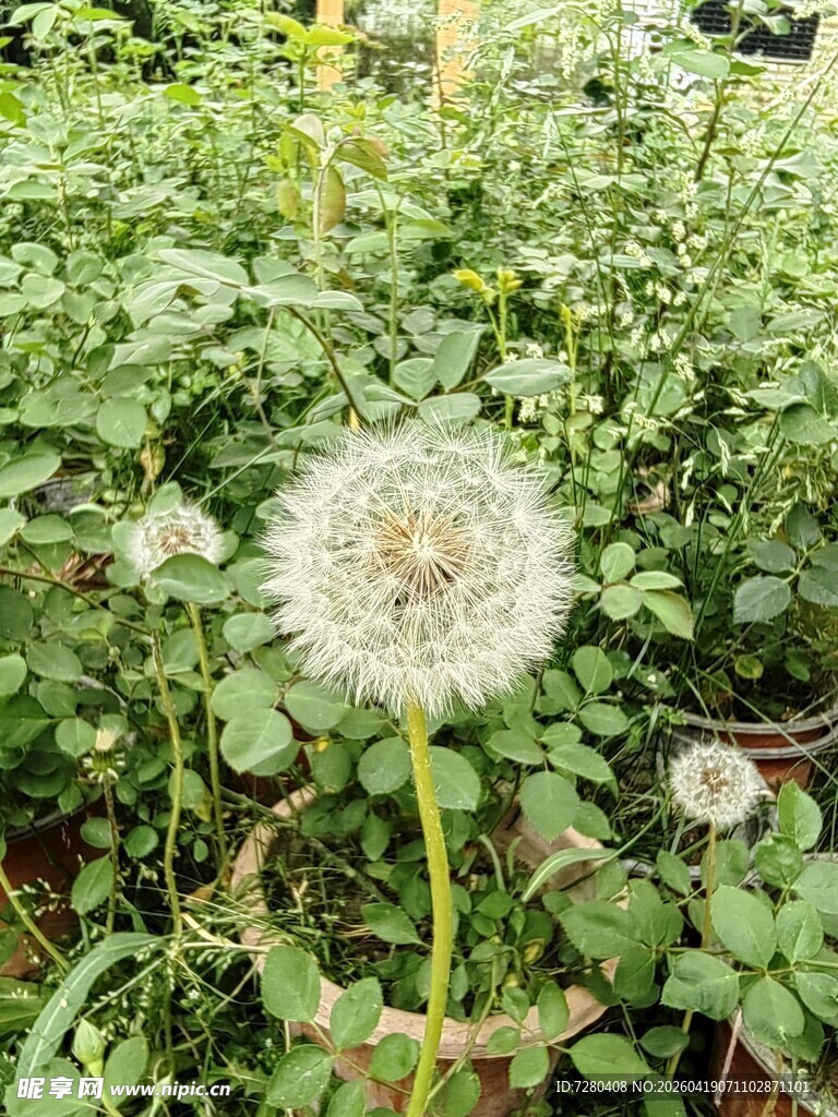 草地上的蒲公英