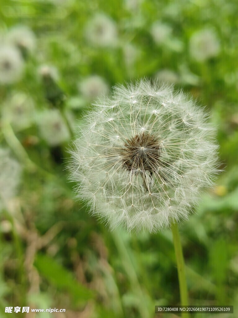 蒲公英特写