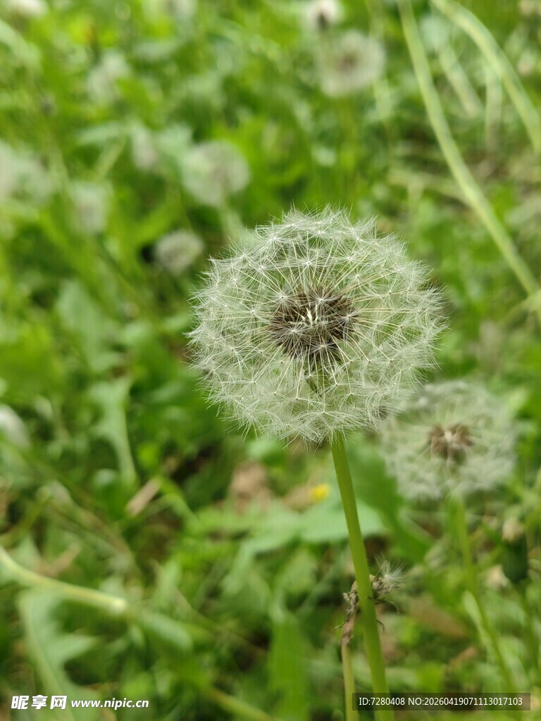 田野中的蒲公英