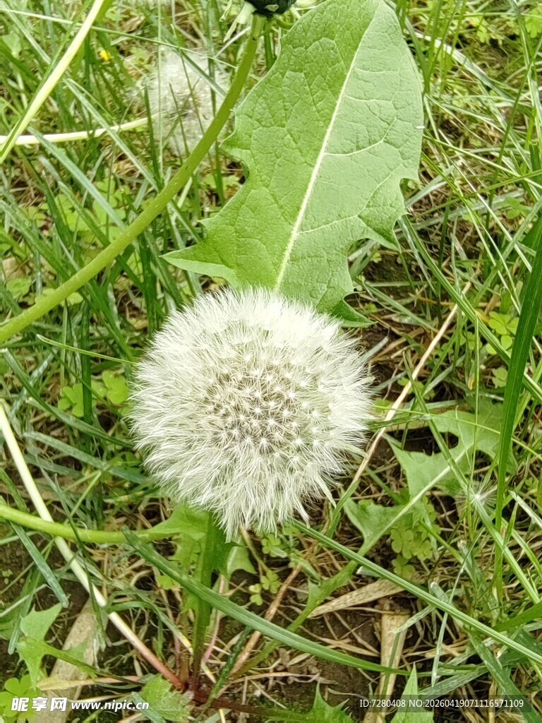 草地上的白色蒲公英