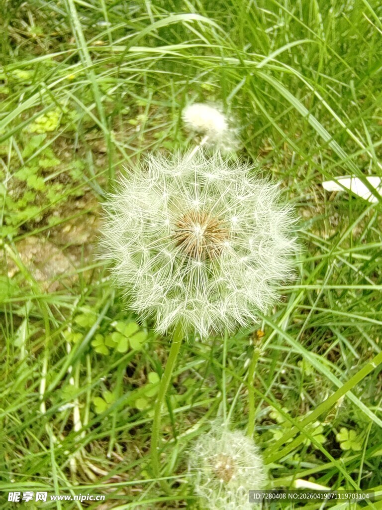 草地上的蒲公英