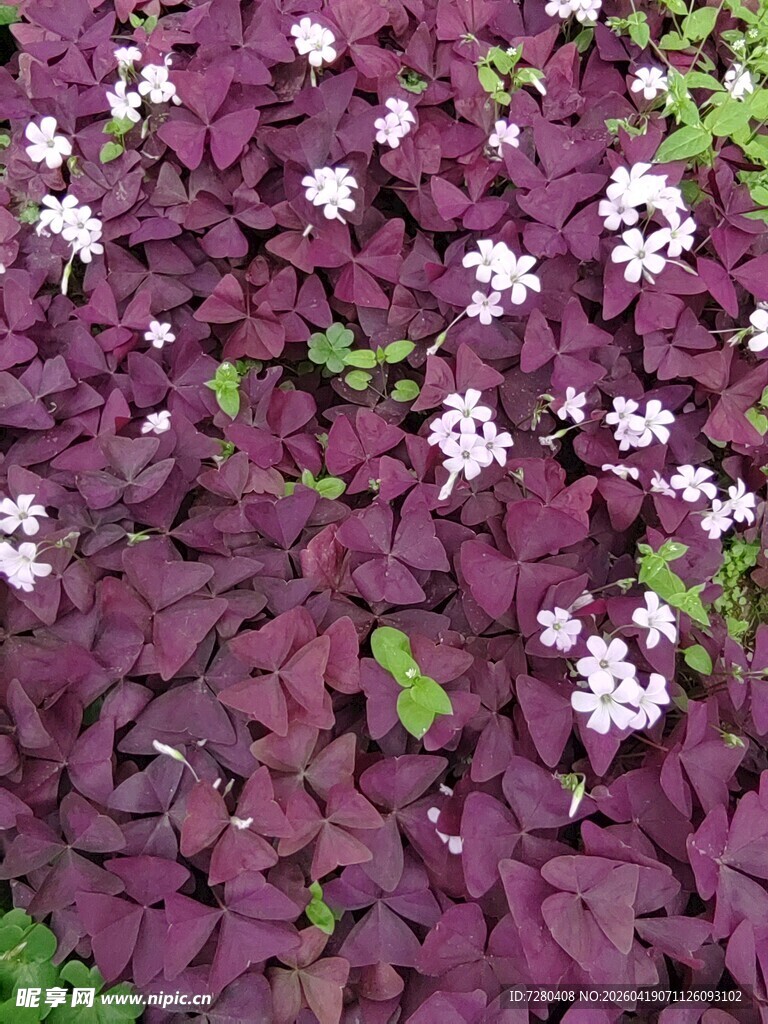 紫叶酢浆草与白色小花