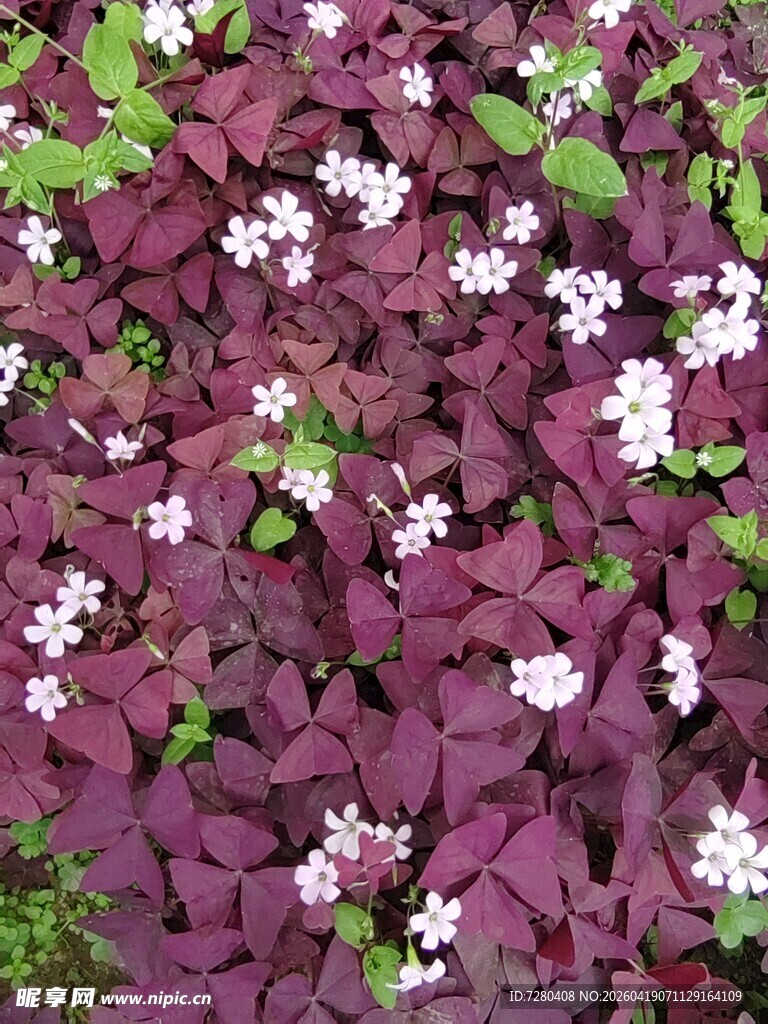 紫叶酢浆草间小白花绽放