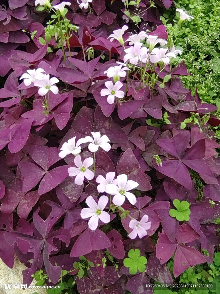 紫叶白花植物景观