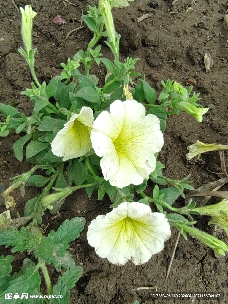 白色矮牵牛花绽放于泥土