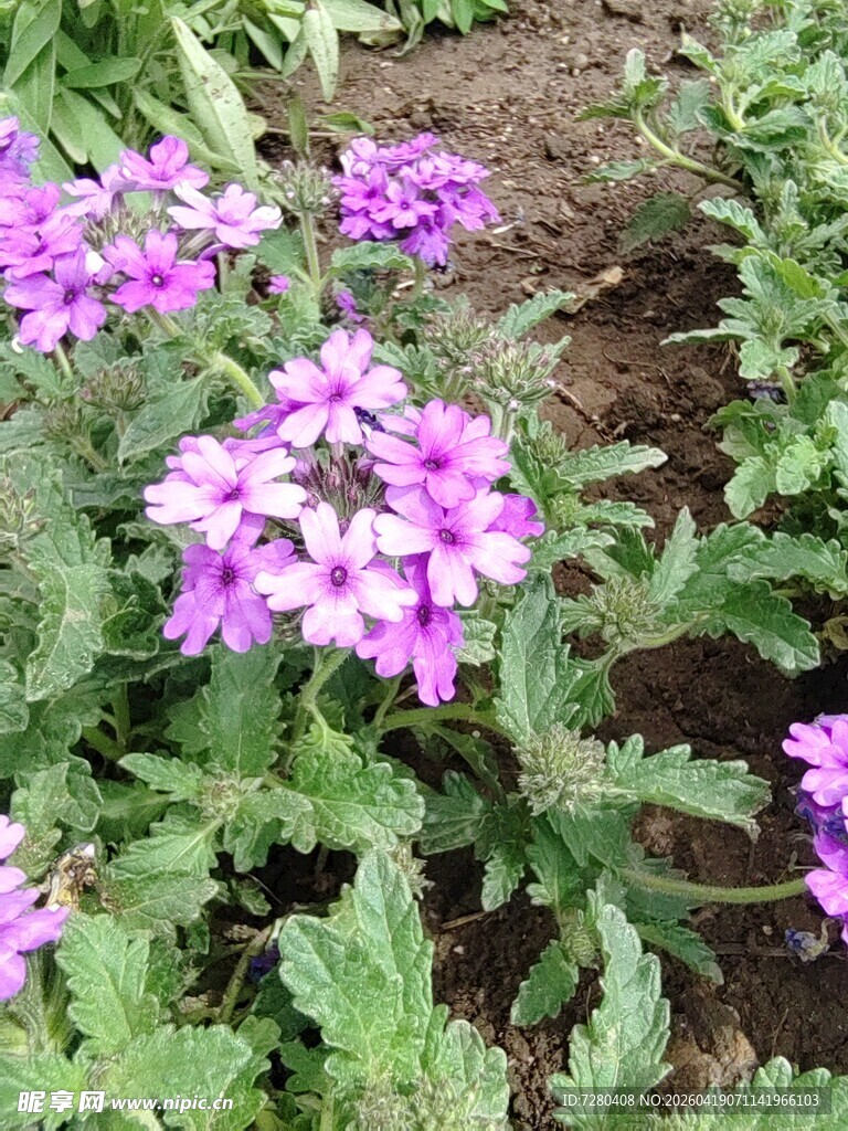 紫色小花绽放于绿叶间